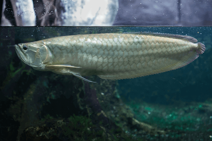 Arowana argentée dans le réservoir