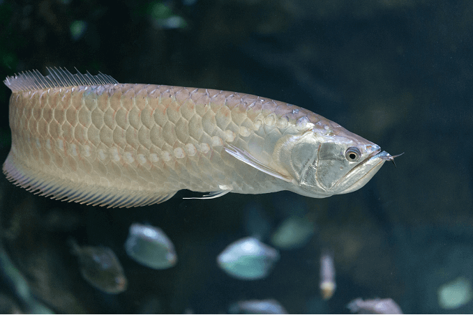 Silver Arowana Natation