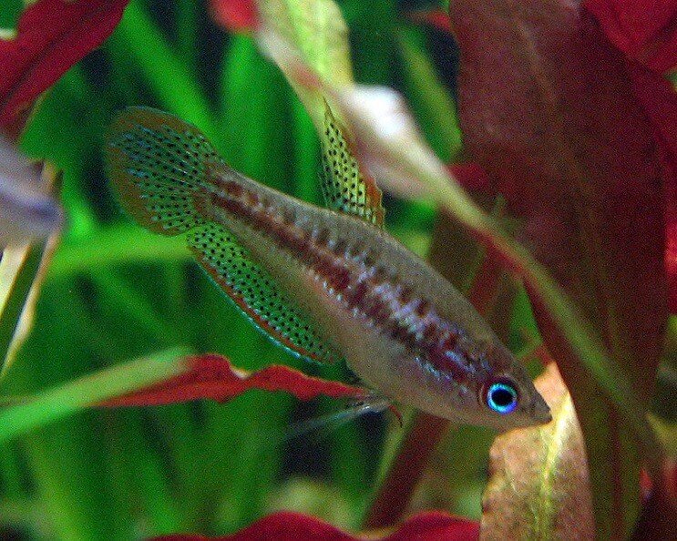 Gourami pygmée