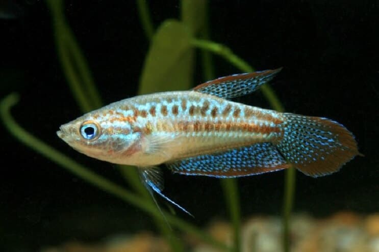 Gourami pétillant