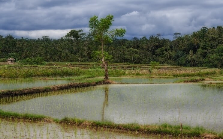 Habitat de gourami pétillant