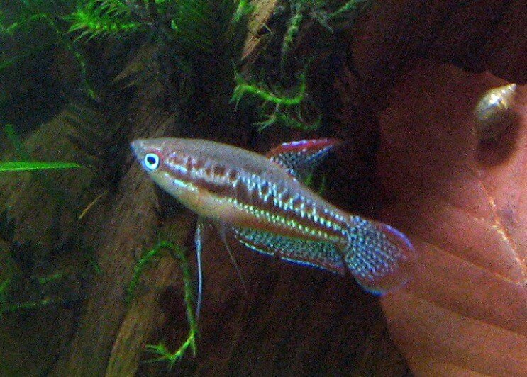 Nage gourami pétillant