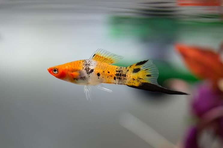 Aperçu de Swordtail
