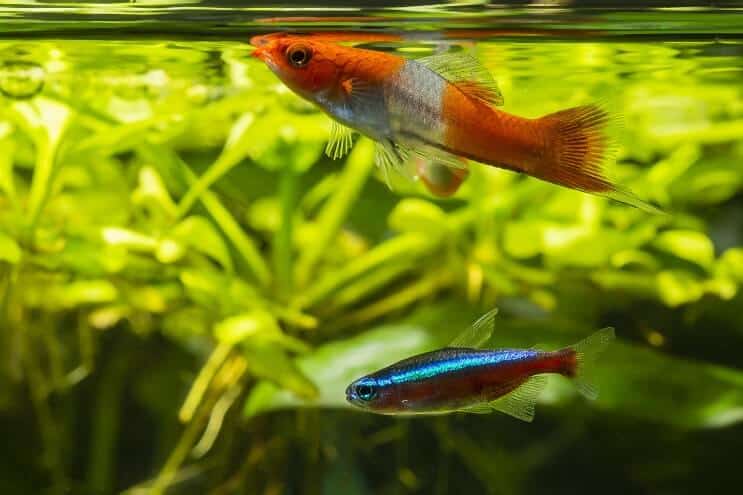 Compagnons de réservoir Swordtail
