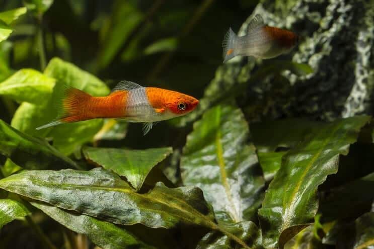 Régime Swordtail