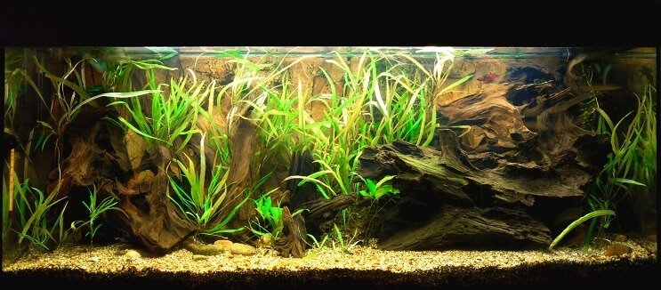 Conditions du char Clown Loach