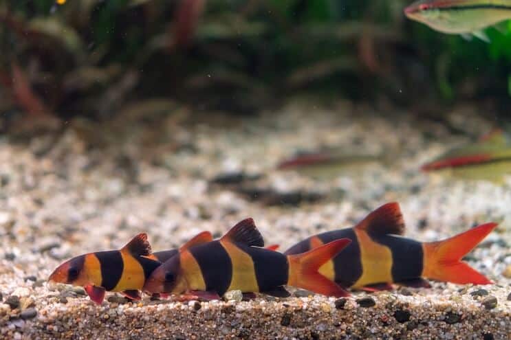 Compagnons de réservoir de clown Loach