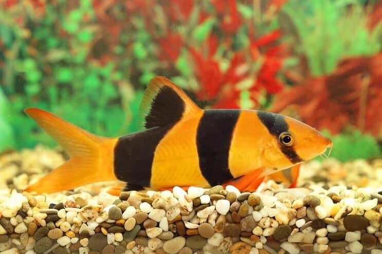 Présentation de Clown Loach
