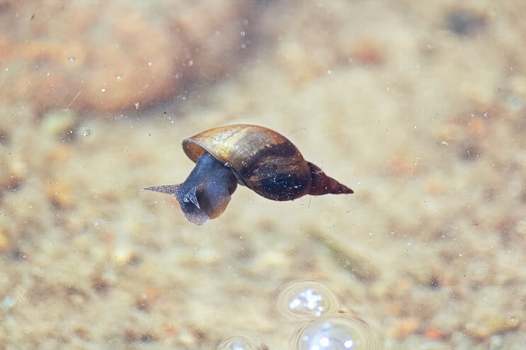 Régime de clown Loach