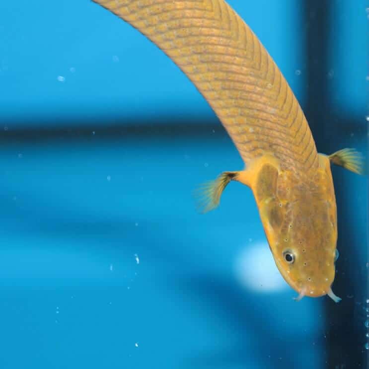 Nage de poisson à la corde