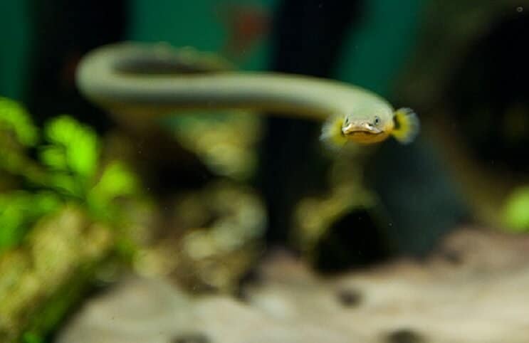 Poisson roseau