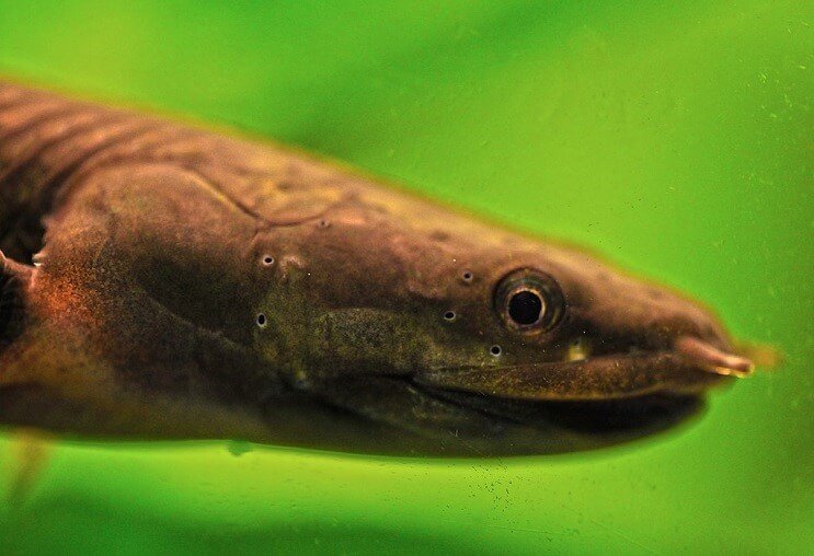 Poisson roseau gros plan