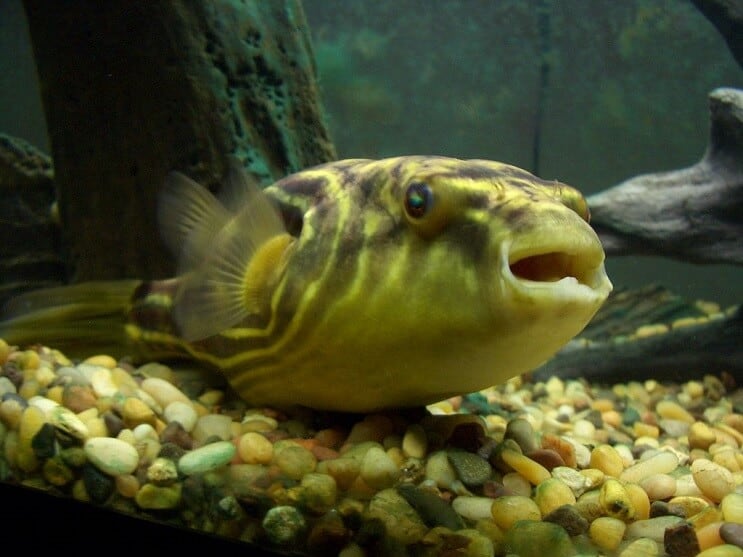Puffer Fahaka