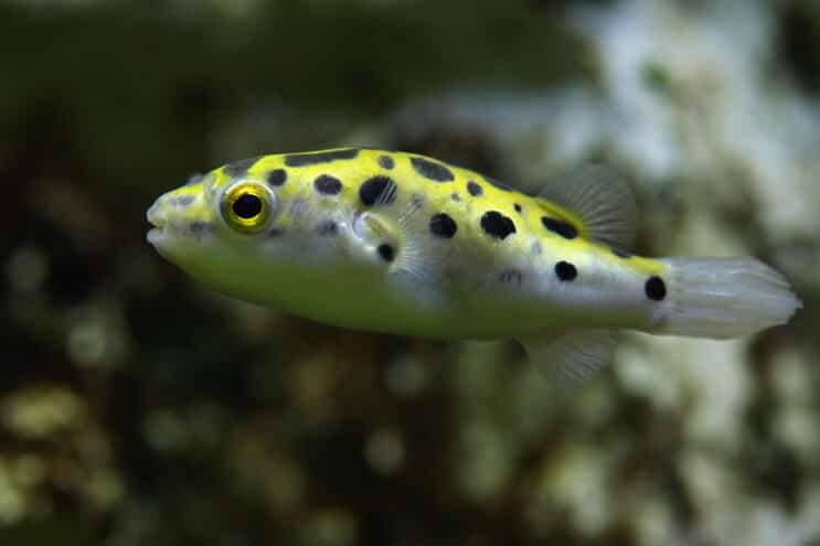 Poisson-globe tacheté vert