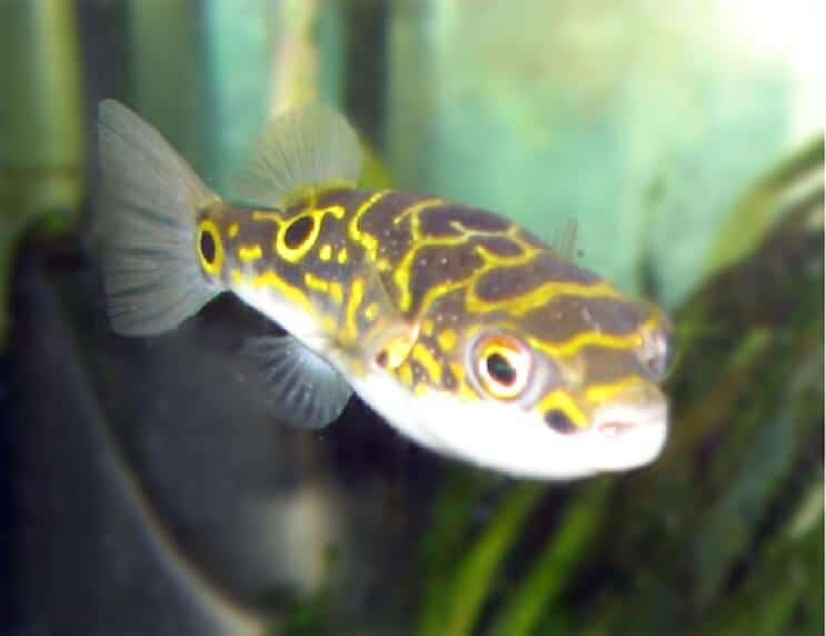 Figure 8 Poisson-globe