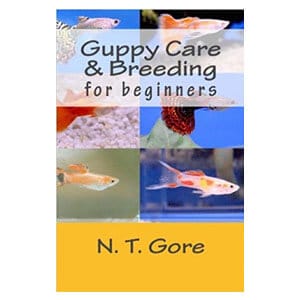 Guide du débutant pour prendre soin des guppys