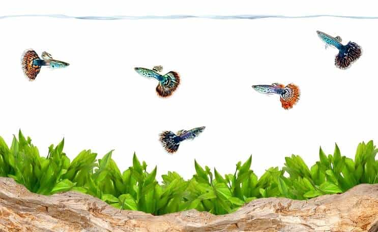 Guppys dans un aquarium