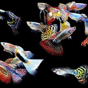 5 Guppys mâles pour les chars tropicaux