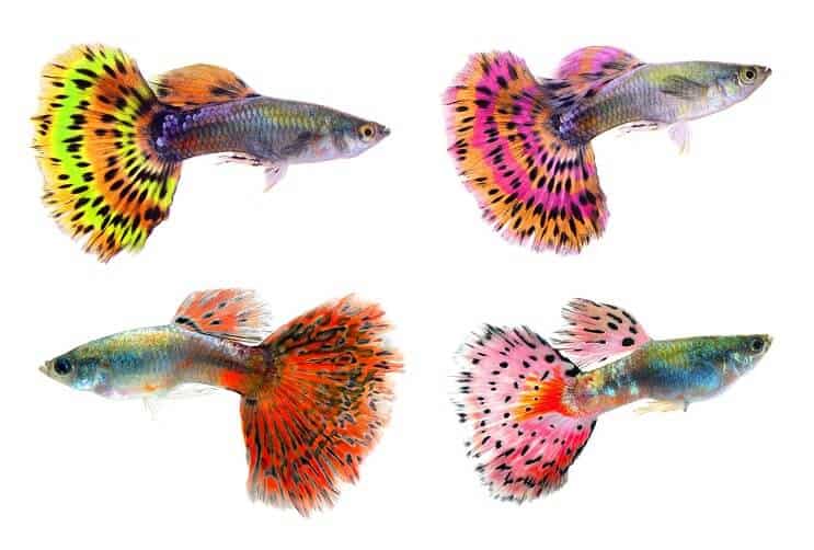 Différentes couleurs de guppys