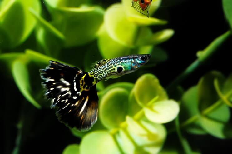 Poisson Guppy à motifs
