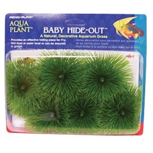 Herbe décorative idéale pour la reproduction