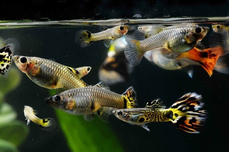 Comment faire l'amour avec des guppys