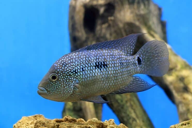 Présentation de Texas Cichlid