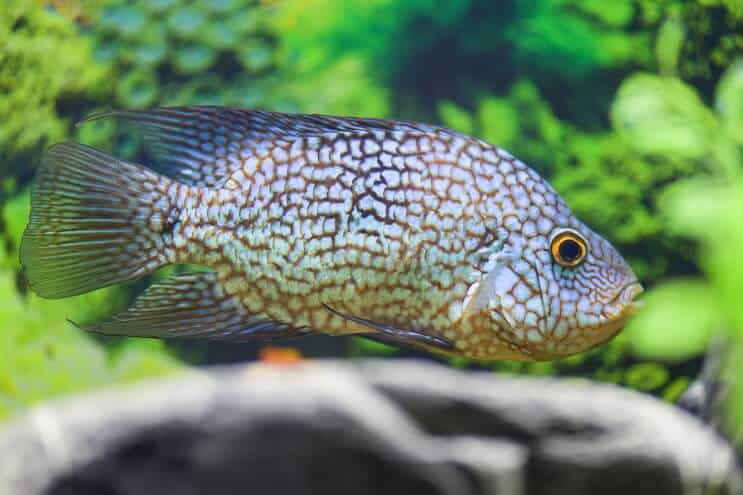 Régime Texas Cichlid