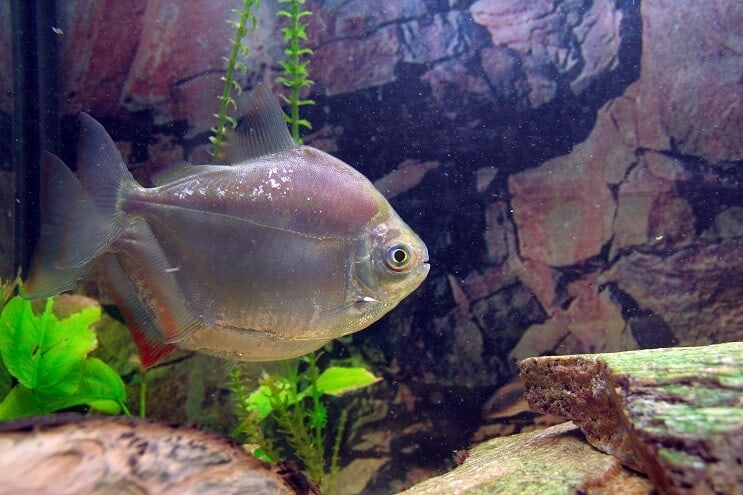 Apparence de poisson dollar en argent