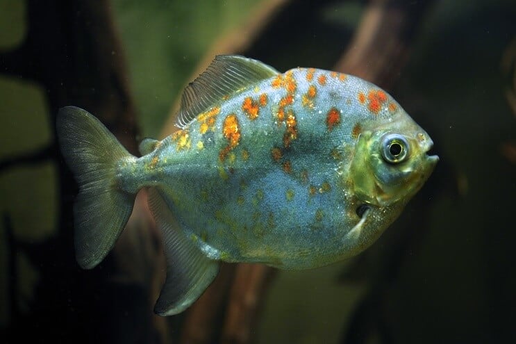 Poisson Dollar Argent Red Hook