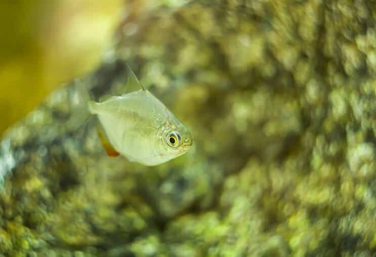 Poisson dollar en argent