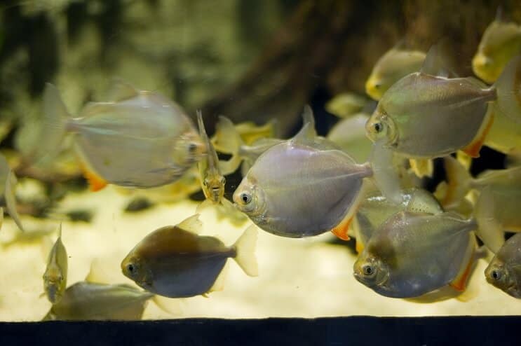 Poisson argenté nage