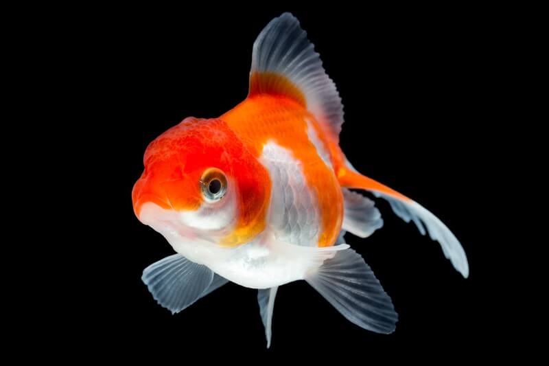 Poisson rouge Fantail