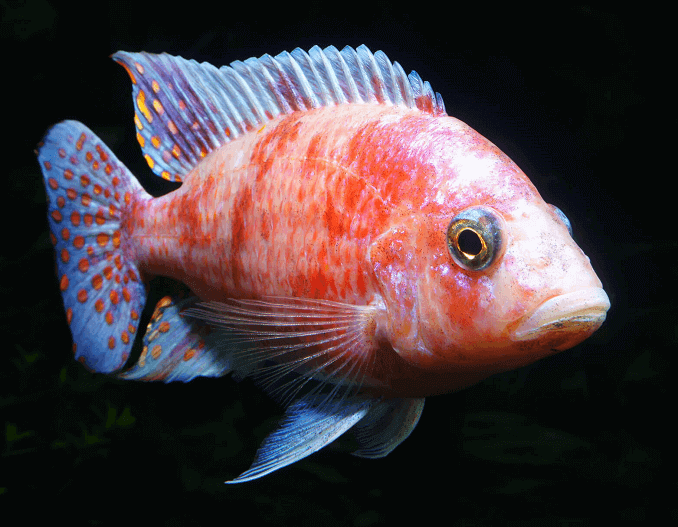 Paon cichlidé