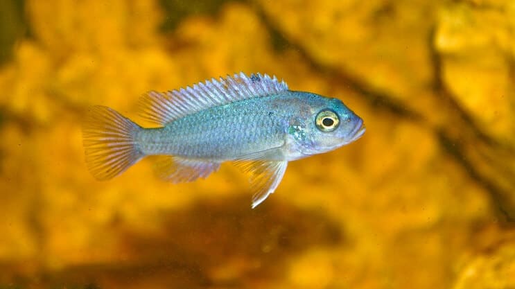 Cichlidé zèbre bleu cobalt