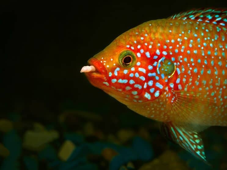 Alimentation des poissons juifs africains