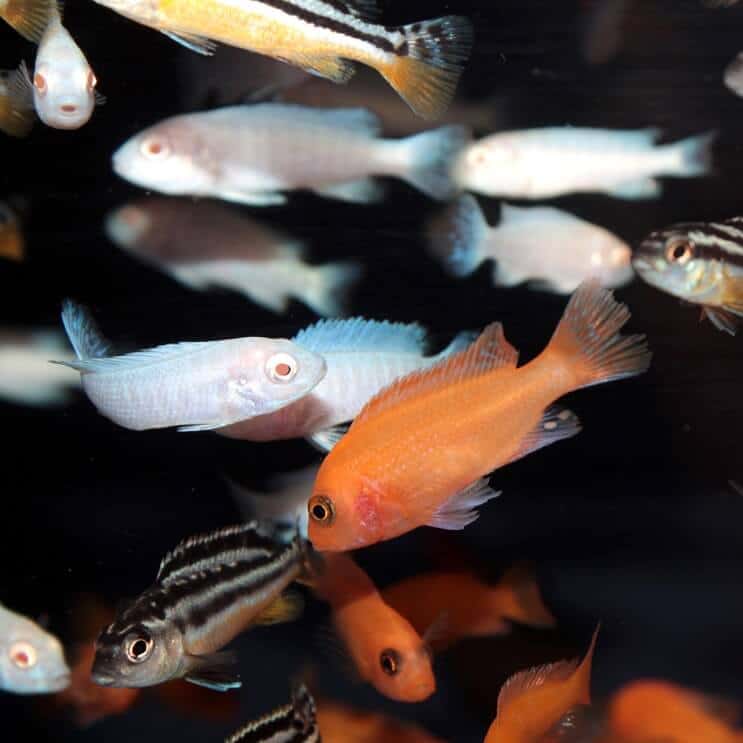 Mélange de cichlidés africains