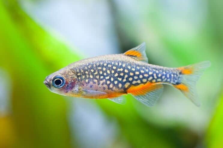 Perle céleste Danio