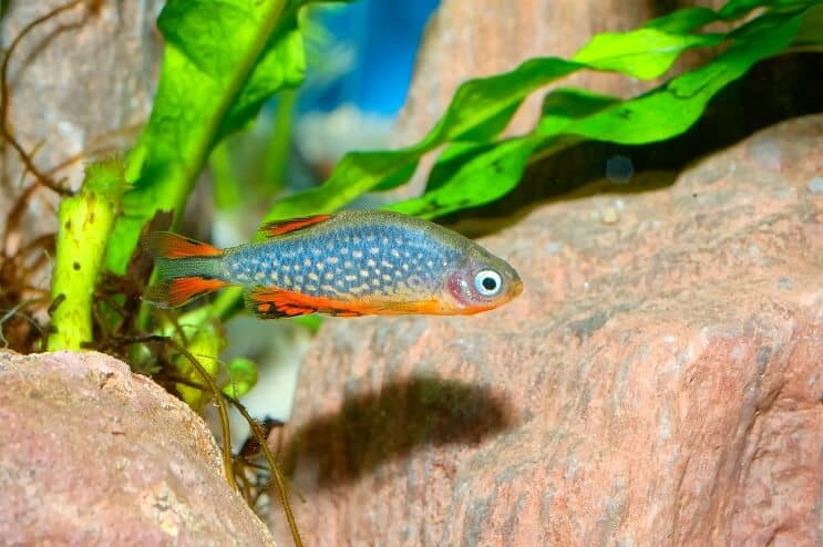 Apparence de la perle céleste Danio
