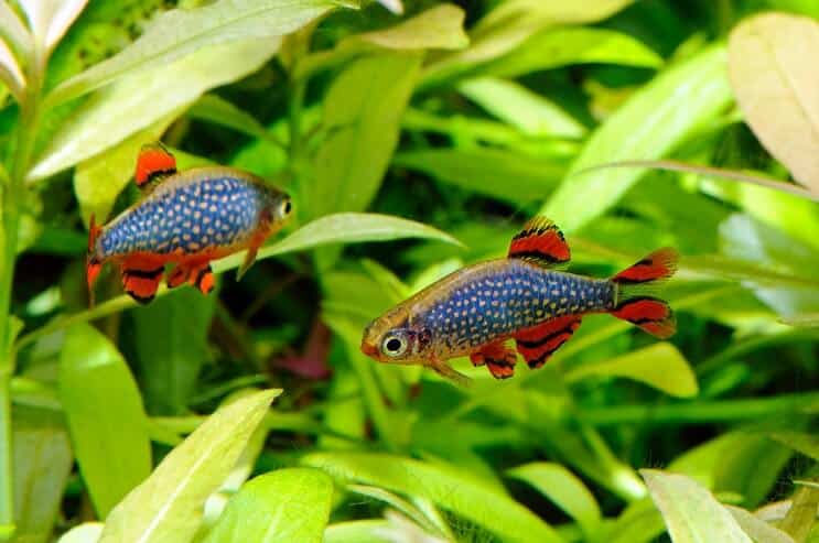 Perle céleste Danio dans l'aquarium