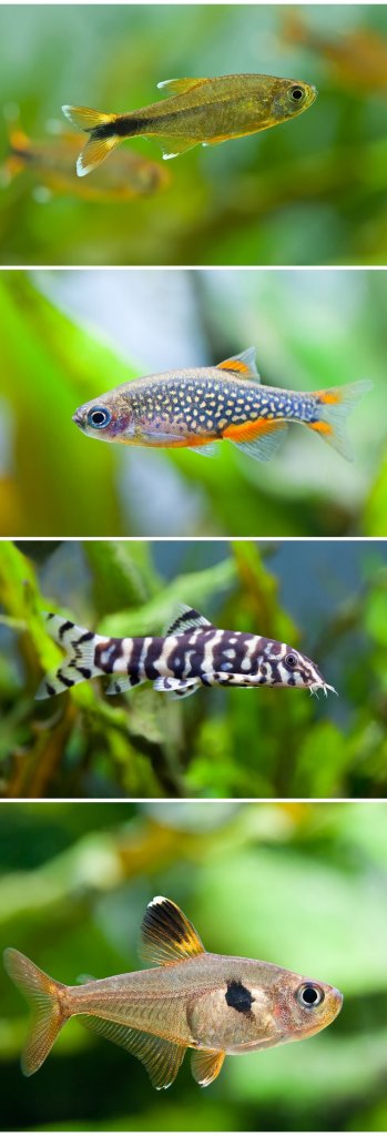 Compagnons de tank Danio Perle céleste