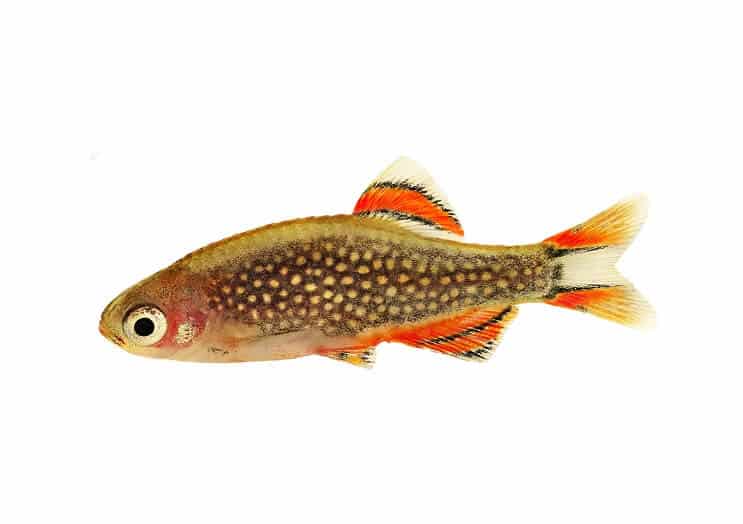 Danios perle céleste