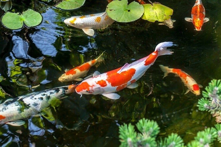 Poisson Koi