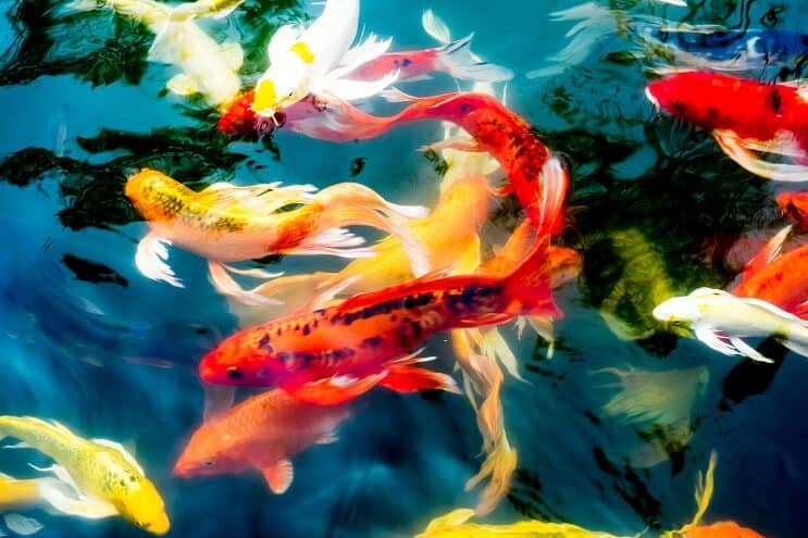 Types de poissons Koi