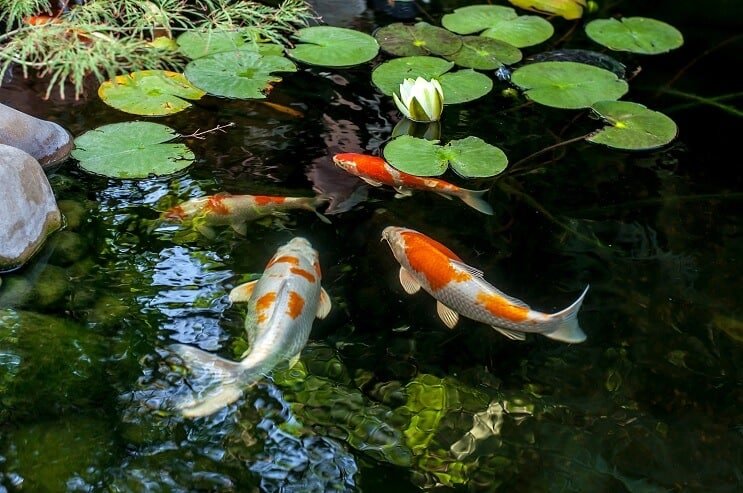 Habitat du poisson Koi