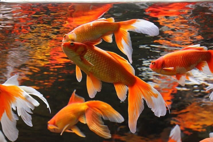Compagnons d'étang à poissons Koi