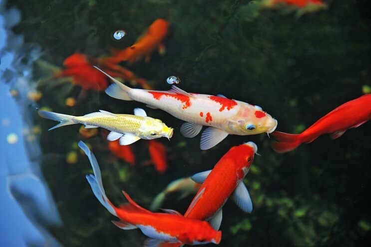 Soins des poissons koi