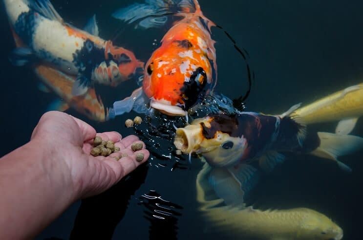 Régime de poisson Koi