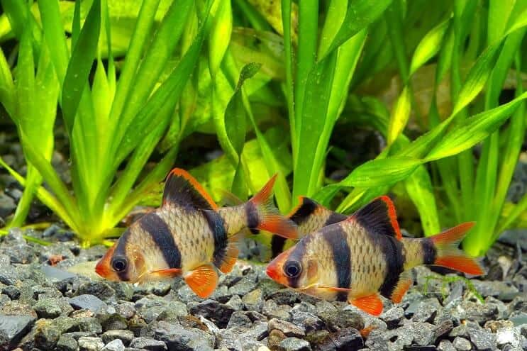 Habitat du tigre barbe