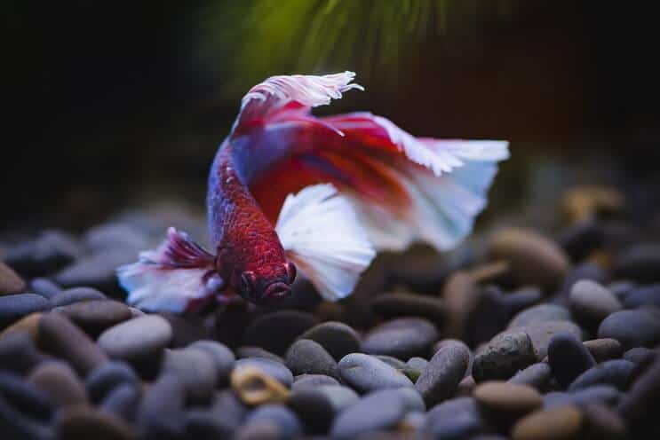 Poisson Betta nage